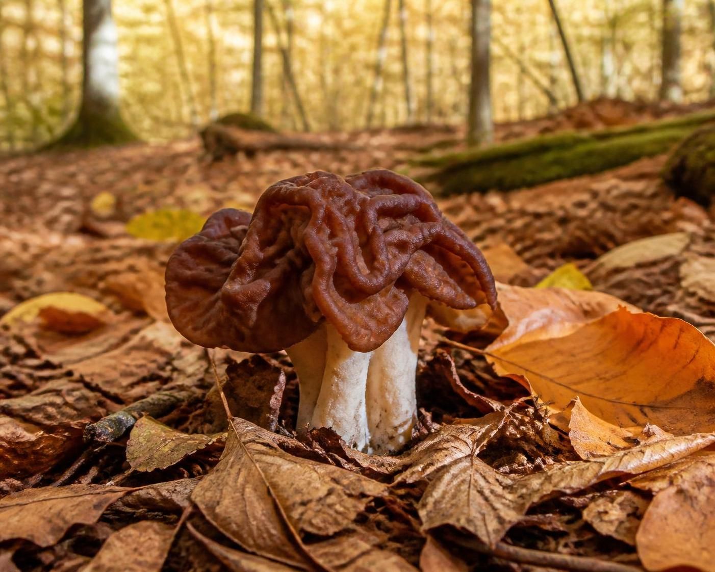 entdecken Sie den Namen des Waldpilzes mit 8 Buchstaben, eine Köstlichkeit des Waldes zum Identifizieren und Genießen.