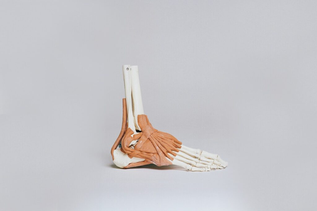 Ankle and Ligaments