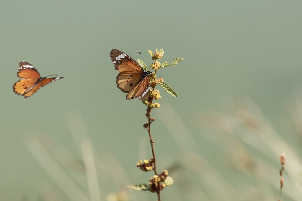 Butterfly